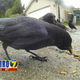Illustration for article titled Seattle Neighbors Are Seriously Pissed About Those Crows That Bring Gifts to an 8-year-old Girl